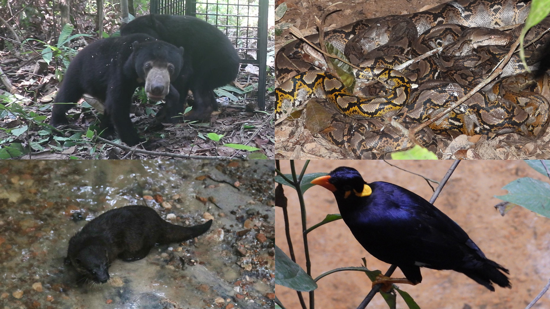 satwa hutan harapan